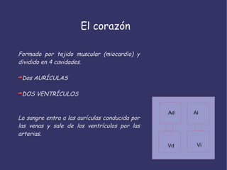 El corazón Formado por tejido muscular (miocardio) y dividido en 4 cavidades. Dos AURÍCULAS DOS VENTRÍCULOS La sangre entra a las aurículas conducida por las venas y sale de los ventrículos por las arterias. Ad Ai Vd Vi 