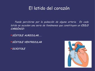 El latido del corazón Puede percibirse por la pulsación de alguna arteria.  En cada latido se suceden una serie de fenómenos que constituyen un  CICLO CARDÍACO: SÍSTOLE AURICULAR... SÍSTOLE VENTRICULAR DIÁSTOLE 