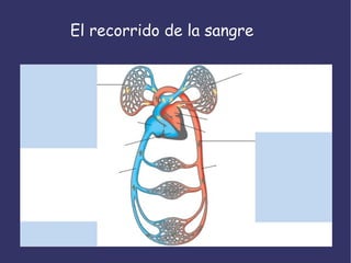 El recorrido de la sangre 