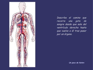 Describe el camino que recorre una gota de sangre desde que sale del ventrículo derecho hasta que vuelve a él tras pasar por un órgano. Un poco de historia 