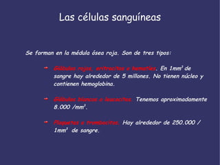 Las células sanguíneas Se forman en la médula ósea roja. Son de tres tipos: Glóbulos rojos, eritrocitos o hematíes . En 1mm 3  de sangre hay alrededor de 5 millones. No tienen núcleo y contienen hemoglobina. Glóbulos blancos o leucocitos.  Tenemos aproximadamente 8.000 /mm 3 . Plaquetas o trombocitos.  Hay alrededor de 250.000 /1mm 3  de sangre.  