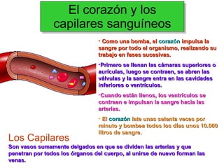 El corazón y los capilares sanguíneos Como una bomba, el  corazón  impulsa la sangre por todo el organismo, realizando su trabajo en fases sucesivas.  Primero se llenan las cámaras superiores o aurículas, luego se contraen, se abren las válvulas y la sangre entra en las cavidades inferiores o ventrículos.   Cuando están llenos, los ventrículos se contraen e impulsan la sangre hacia las arterias. El  corazón  late unas setenta veces por minuto y bombea todos los días unos 10.000 litros de sangre.   Los Capilares Son vasos sumamente delgados en que se dividen las arterias y que penetran por todos los órganos del cuerpo, al unirse de nuevo forman las venas.  
