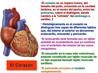 El Corazón El  corazón  es un órgano hueco, del tamaño del puño, encerrado en la cavidad torácica, en el centro del pecho, entre los  pulmones , sobre el diafragma, dando nombre a la "entrada" del  estómago  o cardias.    Histológicamente en el corazón se distinguen tres capas de diferentes tejidos que, del interior al exterior se denominan endocardio, miocardio y pericardio.   El endocardio está formado por un tejido epitelial de revestimiento que se continúa con el endotelio del interior de los vasos sanguíneos.   El miocardio es la capa más voluminosa, estando constituido por tejido muscular de un tipo especial llamado tejido muscular cardíaco.   El pericardio envuelve al  corazón  completamente.   