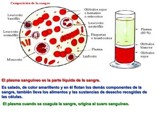 El plasma sanguíneo es la parte líquida de la sangre.   Es salado, de color amarillento y en él flotan los demás componentes de la sangre, también lleva los alimentos y las sustancias de desecho recogidas de las células. El plasma cuando se coagula la sangre, origina el suero sanguíneo.   