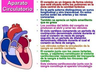 Aparato Circulatorio El corazón es un órgano de forma cónica que está situado entre los pulmones en la zona central de la cavidad torácica En la parte externa distinguimos un surco longitudinal y otro transversal. En estos surcos están las arterias y las venas coronarias También se aprecia un tejido amarillento que es grasa Los sonidos del latido del corazón se producen al abrir y errar las válvulas El ciclo cardiaco comprende un periodo de contracción denominado sístole durante el cual el corazón se vacía de sangre seguido de un periodo de dilatación denominado diástole durante el cual el corazón se llena de sangre.  Las válvulas evitan la circulación de la sangre en sentido contrario El corazón junto con los vasos (arterias, venas, y capilares) constituyen el sistema cardiovascular responsable del transporte de la sangre a todos los rincones del cuerpo.  Este sistema cardiovascular junto con la sangre constituye el aparato circulatorio 