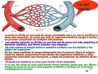 La aorta se divide en una serie de ramas principales que a su vez se ramifican en otras más pequeñas, de modo que todo el organismo recibe la sangre a través de un proceso complicado de múltiples derivaciones. Las arterias menores se dividen en una fina red de vasos aún más pequeños, los llamados capilares, que tienen paredes muy delgadas. De esta manera la sangre entra en estrecho contacto con los líquidos y los tejidos del organismo.   En los vasos capilares la sangre desempeña tres funciones: libera el oxígeno hacia los tejidos, proporciona a las células del organismo nutrientes y otras sustancias esenciales que transporta, y capta los productos de desecho de los tejidos. Después los capilares se unen para formar venas pequeñas.  A su vez, las venas se unen para formar venas mayores, hasta que, por último, la sangre se reúne en la vena cava superior e inferior y confluye en el corazón completando el circuito. La red capilar 28 