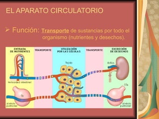 EL APARATO CIRCULATORIO   ,[object Object]