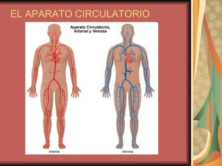 EL APARATO CIRCULATORIO