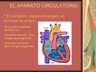 EL APARATO CIRCULATORIO El corazón:  órgano encargado de bombear la sangre. El corazón podemos dividirlo en : Corazón derecho: lleva sangre desoxigenada Corazón izquierdo: lleva sangre oxigenada 