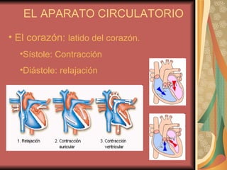 EL APARATO CIRCULATORIO El corazón: latido del corazón. Sístole: Contracción Diástole: relajación
