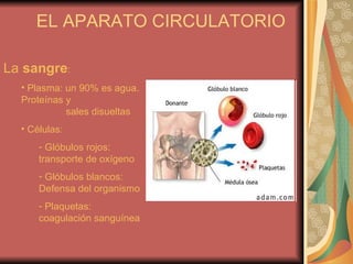 EL APARATO CIRCULATORIO La  sangre : Plasma: un 90% es agua. Proteínas y    sales disueltas Células:  Glóbulos rojos: transporte de oxígeno Glóbulos blancos: Defensa del organismo  Plaquetas: coagulación sanguínea 