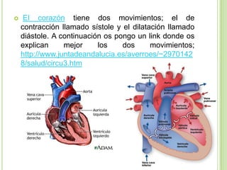     El corazón tiene dos movimientos; el de
    contracción llamado sístole y el dilatación llamado
    diástole. A continuación os pongo un link donde os
    explican     mejor     los    dos      movimientos;
    http://www.juntadeandalucia.es/averroes/~2970142
    8/salud/circu3.htm
 