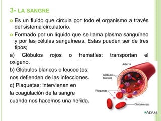 3- LA SANGRE
 Es un fluido que circula por todo el organismo a través
  del sistema circulatorio.
 Formado por un líquido que se llama plasma sanguíneo
  y por las células sanguíneas. Estas pueden ser de tres
  tipos;
a) Glóbulos rojos o hematíes: transportan el
oxigeno.
b) Glóbulos blancos o leucocitos:
nos defienden de las infecciones.
c) Plaquetas: intervienen en
la coagulación de la sangre
cuando nos hacemos una herida.
 