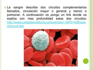    La sangre describe dos circuitos complementarios
    llamados, circulación mayor o general y menor o
    pulmonar. A continuación os pongo un link donde os
    explica con mas profundidad estos dos circuitos;
    http://www.juntadeandalucia.es/averroes/~29701428/salu
    d/circu4.htm
 