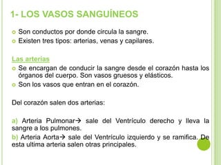 1- LOS VASOS SANGUÍNEOS
   Son conductos por donde circula la sangre.
   Existen tres tipos: arterias, venas y capilares.

Las arterias
 Se encargan de conducir la sangre desde el corazón hasta los
  órganos del cuerpo. Son vasos gruesos y elásticos.
 Son los vasos que entran en el corazón.


Del corazón salen dos arterias:

a) Arteria Pulmonar sale del Ventrículo derecho y lleva la
sangre a los pulmones.
b) Arteria Aorta sale del Ventrículo izquierdo y se ramifica. De
esta ultima arteria salen otras principales.
 