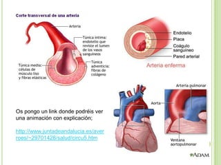 Os pongo un link donde podréis ver
una animación con explicación;

http://www.juntadeandalucia.es/aver
roes/~29701428/salud/circu5.htm
 