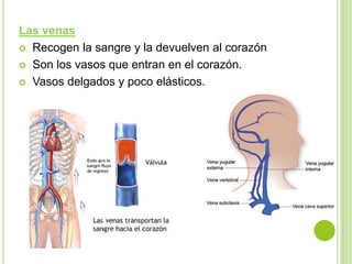 Las venas
 Recogen la sangre y la devuelven al corazón

 Son los vasos que entran en el corazón.

 Vasos delgados y poco elásticos.
 