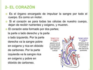 2- EL CORAZÓN
   Es el órgano encargado de impulsar la sangre por todo el
   cuerpo. Es como un motor.
 Si el corazón se para todas las células de nuestro cuerpo,
   dejan de recibir nutrientes y oxigeno, y mueren.
 El corazón esta formado por dos partes;

  la parte o lado derecho y la parte
  o lado izquierdo. Por la parte
  derecha va la sangre pobre
  en oxigeno y rica en dióxido
  de carboneo. Por la parte
  izquierda va la sangre rica
  en oxigeno y pobre en
  dióxido de carboneo.
 