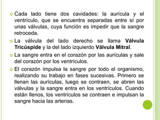  Cada lado tiene dos cavidades: la aurícula y el
  ventrículo, que se encuentra separadas entre sí por
  unas válvulas, cuya función es impedir que la sangre
  retroceda.
 La válvula del lado derecho se llama Válvula
  Tricúspide y la del lado izquierdo Válvula Mitral.
 La sangre entra en el corazón por las aurículas y sale
  del corazón por los ventrículos.
 El corazón impulsa la sangre por todo el organismo,
  realizando su trabajo en fases sucesivas. Primero se
  llenan las aurículas, luego se contraen, se abren las
  válvulas y la sangre entra en los ventrículos. Cuando
  están llenos, los ventrículos se contraen e impulsan la
  sangre hacia las arterias.
 