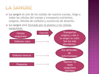    La sangre es uno de los tejidos de nuestro cuerpo, llega a
    todas las células del cuerpo y transporta nutrientes,
 ...