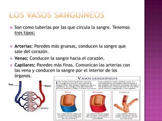    Son como tuberías por las que circula la sangre. Tenemos
    tres tipos:

   Arterias: Paredes más gruesas, conducen ...