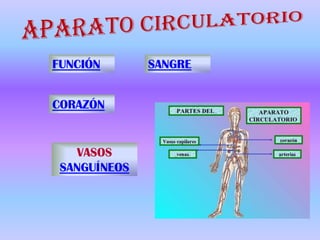 FUNCIÓN
CORAZÓN
SANGRE
VASOS
SANGUÍNEOS
 