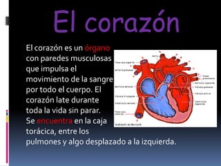 El corazón
El corazón es un órgano
con paredes musculosas
que impulsa el
movimiento de la sangre
por todo el cuerpo. El
corazón late durante
toda la vida sin parar.
Se encuentra en la caja
torácica, entre los
pulmones y algo desplazado a la izquierda.

 