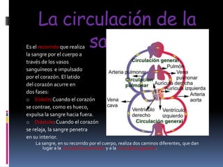 La circulación de la
sangre

Es el recorrido que realiza
la sangre por el cuerpo a
través de los vasos
sanguíneos e impulsado
por el corazón. El latido
del corazón acurre en
dos fases:
o Sístole: Cuando el corazón
se contrae, como es hueco,
expulsa la sangre hacia fuera.
o Diástole: Cuando el corazón
se relaja, la sangre penetra
en su interior.

La sangre, en su recorrido por el cuerpo, realiza dos caminos diferentes, que dan
lugar a la circulación pulmonar y a la circulación general.

 