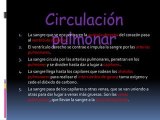 Circulación
pulmonar

1.

La sangre que se encuentra en la aurícula derecha del corazón pasa
al ventrículo derecho.

2.

El ventrículo derecho se contrae e impulsa la sangre por las arterias
pulmonares.

3.

La sangre circula por las arterias pulmonares, penetran en los
pulmones y se dividen hasta dar a lugar a capilares.

4.

La sangre llega hasta los capilares que rodean los alvéolos
pulmonares para realizar el intercambio de gases: toma oxígeno y
cede el dióxido de carbono.

5.

La sangre pasa de los capilares a otras venas, que se van uniendo a
otras para dar lugar a venas más gruesas. Son las venas
pulmonares, que llevan la sangre a la aurícula izquierda.

 