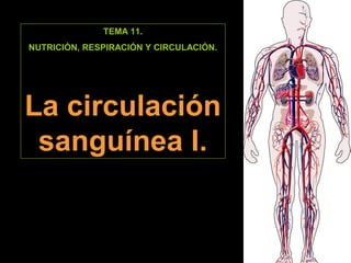 TEMA 11. 
NUTRICIÓN, RESPIRACIÓN Y CIRCULACIÓN. 
La circulación 
sanguínea I. 
 