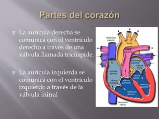  La aurícula derecha se 
comunica con el ventrículo 
derecho a través de una 
válvula llamada tricúspide. 
 La aurícula izquierda se 
comunica con el ventrículo 
izquierdo a través de la 
válvula mitral 
 