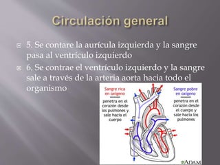  5. Se contare la aurícula izquierda y la sangre 
pasa al ventrículo izquierdo 
 6. Se contrae el ventrículo izquierdo y la sangre 
sale a través de la arteria aorta hacia todo el 
organismo 
 