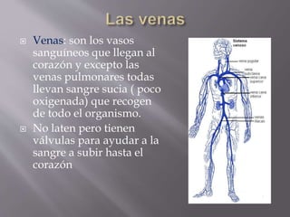  Venas: son los vasos 
sanguíneos que llegan al 
corazón y excepto las 
venas pulmonares todas 
llevan sangre sucia ( poco 
oxigenada) que recogen 
de todo el organismo. 
 No laten pero tienen 
válvulas para ayudar a la 
sangre a subir hasta el 
corazón 
 