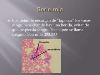  Plaquetas: se encargan de “taponar” los vasos 
sanguíneos cuando hay una herida, evitando 
que se pierda sangre. Este tapón se llama 
coágulo. Son unas 200.000 
 