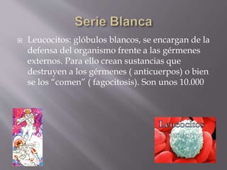  Leucocitos: glóbulos blancos, se encargan de la 
defensa del organismo frente a las gérmenes 
externos. Para ello crean sustancias que 
destruyen a los gérmenes ( anticuerpos) o bien 
se los “comen” ( fagocitosis). Son unos 10.000 
 