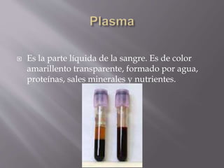  Es la parte líquida de la sangre. Es de color 
amarillento transparente, formado por agua, 
proteínas, sales minerales y nutrientes. 
 