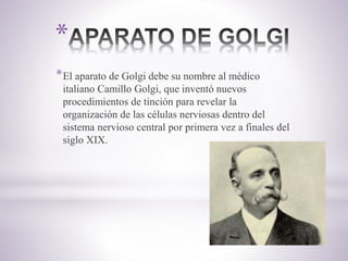 *
*El aparato de Golgi debe su nombre al médico
italiano Camillo Golgi, que inventó nuevos
procedimientos de tinción para revelar la
organización de las células nerviosas dentro del
sistema nervioso central por primera vez a finales del
siglo XIX.
 