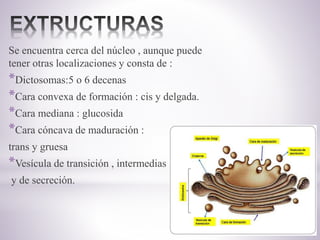 Se encuentra cerca del núcleo , aunque puede
tener otras localizaciones y consta de :
*Dictosomas:5 o 6 decenas
*Cara convexa de formación : cis y delgada.
*Cara mediana : glucosida
*Cara cóncava de maduración :
trans y gruesa
*Vesícula de transición , intermedias
y de secreción.
 
