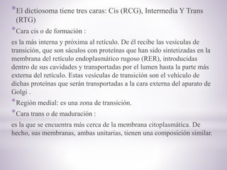 *El dictiosoma tiene tres caras: Cis (RCG), Intermedia Y Trans
(RTG)
*Cara cis o de formación :
es la más interna y próxima al retículo. De él recibe las vesículas de
transición, que son sáculos con proteínas que han sido sintetizadas en la
membrana del retículo endoplasmático rugoso (RER), introducidas
dentro de sus cavidades y transportadas por el lumen hasta la parte más
externa del retículo. Estas vesículas de transición son el vehículo de
dichas proteínas que serán transportadas a la cara externa del aparato de
Golgi .
*Región medial: es una zona de transición.
*Cara trans o de maduración :
es la que se encuentra más cerca de la membrana citoplasmática. De
hecho, sus membranas, ambas unitarias, tienen una composición similar.
 