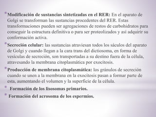 *Modificación de sustancias sintetizadas en el RER: En el aparato de
Golgi se transforman las sustancias procedentes del RER. Estas
transformaciones pueden ser agregaciones de restos de carbohidratos para
conseguir la estructura definitiva o para ser proteolizados y así adquirir su
conformación activa.
*Secreción celular: las sustancias atraviesan todos los sáculos del aparato
de Golgi y cuando llegan a la cara trans del dictiosoma, en forma de
vesículas de secreción, son transportadas a su destino fuera de la célula,
atravesando la membrana citoplasmática por exocitosis.
*Producción de membrana citoplasmática: los gránulos de secreción
cuando se unen a la membrana en la exocitosis pasan a formar parte de
esta, aumentando el volumen y la superficie de la célula.
* Formación de los lisosomas primarios.
* Formación del acrosoma de los espermios.
 
