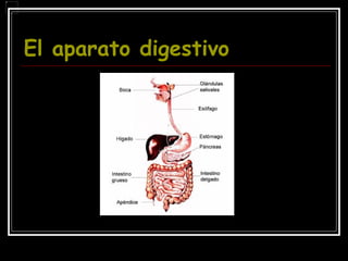 El aparato digestivo   