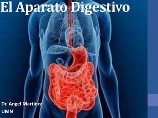 El Aparato Digestivo Dr. Angel Martinez UMN 