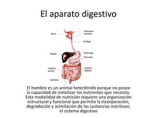 El aparato digestivo




 El hombre es un animal heterótrofo porque no posee
 la capacidad de sintetizar los nutrientes que necesita.
Esta modalidad de nutrición requiere una organización
  estructural y funcional que permita la incorporación,
degradación y asimilación de las sustancias nutritivas:
                   el sistema digestivo
 