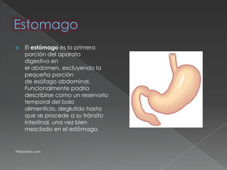    El estómago es la primera
    porción del aparato
    digestivo en
    el abdomen, excluyendo la
    pequeña porción
    de esófago abdominal.
    Funcionalmente podría
    describirse como un reservorio
    temporal del bolo
    alimenticio, deglutido hasta
    que se procede a su tránsito
    intestinal, una vez bien
    mezclado en el estómago.


Wikipedia.com
 