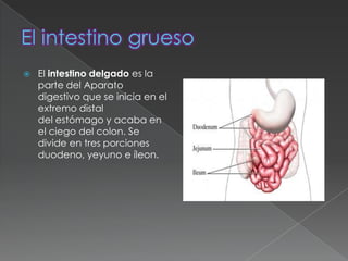    El intestino delgado es la
    parte del Aparato
    digestivo que se inicia en el
    extremo distal
    del estómago y acaba en
    el ciego del colon. Se
    divide en tres porciones
    duodeno, yeyuno e íleon.
 