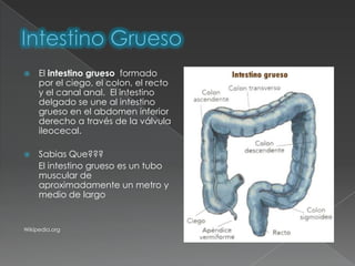     El intestino grueso formado
     por el ciego, el colon, el recto
     y el canal anal. El intestino
     delgado se une al intestino
     grueso en el abdomen inferior
     derecho a través de la válvula
     ileocecal.

    Sabias Que???
     El intestino grueso es un tubo
     muscular de
     aproximadamente un metro y
     medio de largo


Wikipedia.org
 