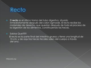    El recto es el último tramo del tubo digestivo, situado
    inmediatamente después del colon sigmoide. El recto recibe los
    materiales de desecho que quedan después de todo el proceso de
    la digestión de los alimentos, constituyendo las heces.

    Sabias Que???
    El recto es la parte final del intestino grueso y tiene una longitud de
     15 cm, y de aquí las heces fecales salen del cuerpo a través
     del ano.




Wikipedia.org
 