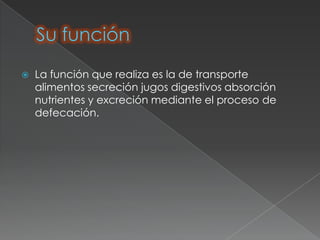    La función que realiza es la de transporte
    alimentos secreción jugos digestivos absorción
    nutrientes y excreción mediante el proceso de
    defecación.
 