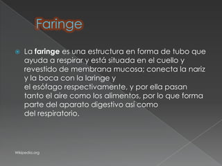    La faringe es una estructura en forma de tubo que
    ayuda a respirar y está situada en el cuello y
    revestido de membrana mucosa; conecta la nariz
    y la boca con la laringe y
    el esófago respectivamente, y por ella pasan
    tanto el aire como los alimentos, por lo que forma
    parte del aparato digestivo así como
    del respiratorio.




Wikipedia.org
 