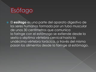    El esófago es una parte del aparato digestivo de
    los seres humanos formada por un tubo muscular
    de unos 30 centímetros que comunica
    la faringe con el estómago se extiende desde la
    sexta o séptima vértebra cervical hasta la
    undécima vértebra torácica, a través del mismo
    pasan los alimentos desde la faringe al estómago.
 